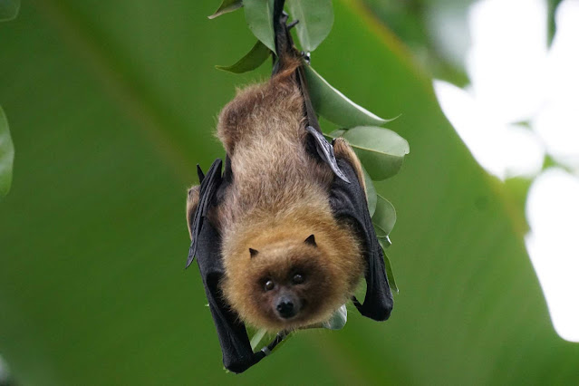 Bat hanging upside down on a tree