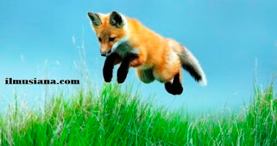 Red Fox hewan cepat