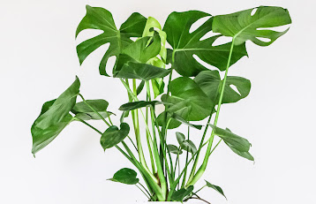  10  most beautiful indoor plants 