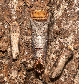 Buff-tip, Phalera bucephala, Notodontidae,  with two Flames, Axylia putris, Noctuidae.  In my garden balcony light trap in Hayes on 15 June 2014.