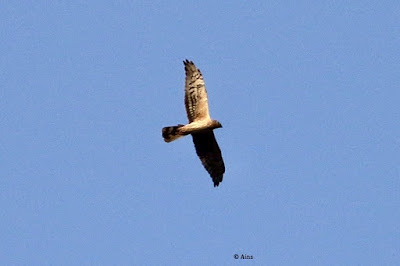 Pallid Harrier