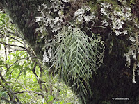 Spanish moss on tree - Mount Taranaki trail, New Zealand