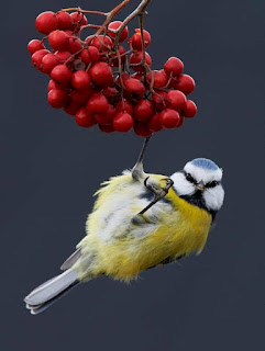 Pássaro Eurasian Blue Tit (Cyanistes caeruleus) é uma ave muito difundida e comum, desde áreas temperadas a subárticas da Europa e Ásia ocidental, em florestas decíduas e mistas.  Descrição: Foto em fundo escuro retangular, comprimento na vertical​.​ ​O pequeno pássaro​ com a cabeça à direita está de barriga para cima em posição perpendicular, sustentado no ar apenas pela patinha direita agarrada a uma cachopa de Ardísia ou Café de Jardim pend​ente ​ do alto​,​ ​repleta de ​frut​os esféricos vermelhos. A plumagem do tampo da cabeça é azul​, a partir da ​base do bico a penugem preta envolve o pescoço e forma um colar. A plumagem branca modela na cara uma máscara sobreposta as penas azuis e pretas. Uma listra ocular preta parte das laterais do bico alinhada com os pequenos olhos escuros oblíquos que miram a câmera. O ​corpo é predominantemente ​​amarelo com a barriga mais clara, asas recolhidas e rabo acinzentado.