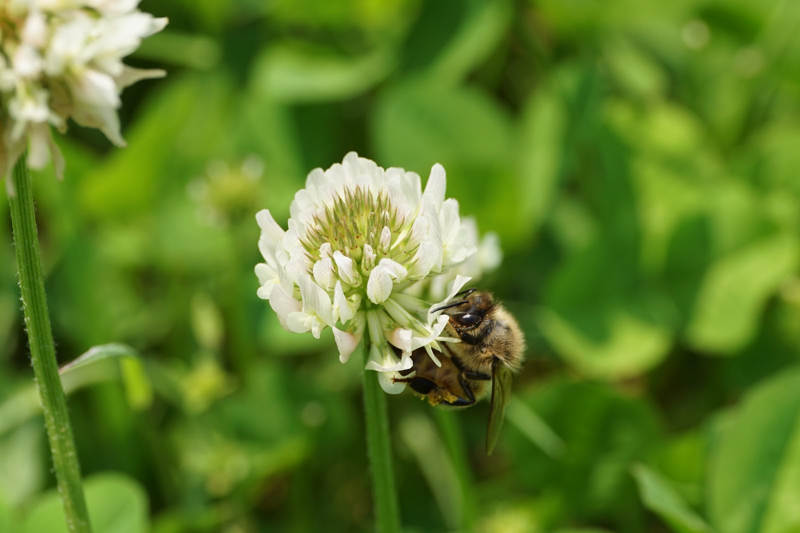 白詰草に留まる蜜蜂