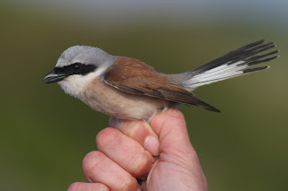 Male Red-backed Shrike