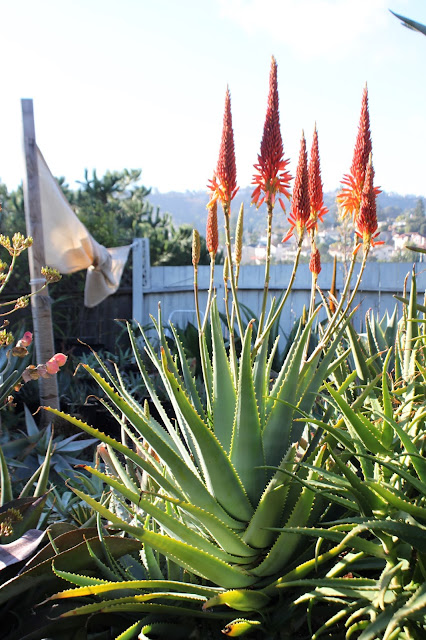 Aloe mutabilis in bloom