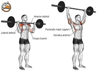 5 Most Important Muscle Building Exercises for an Attractive Upper Body