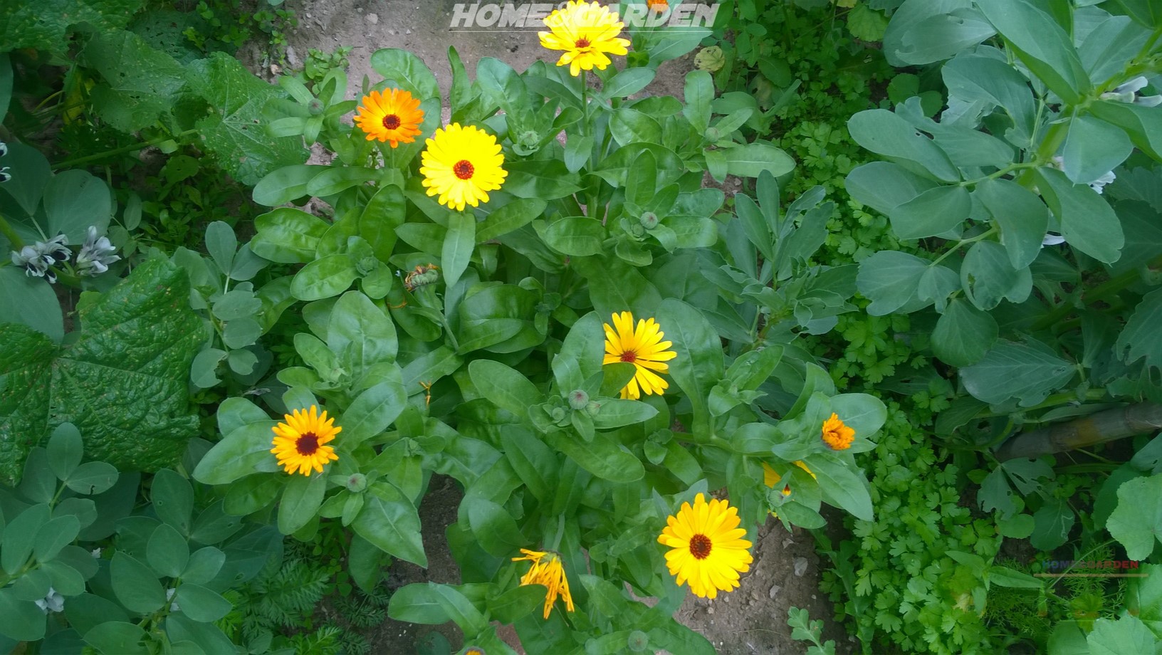 There are approximately 20 different varieties of Calendula, with all of them ranging from light orange to yellow and most Calendula varieties have an aromatic scent.