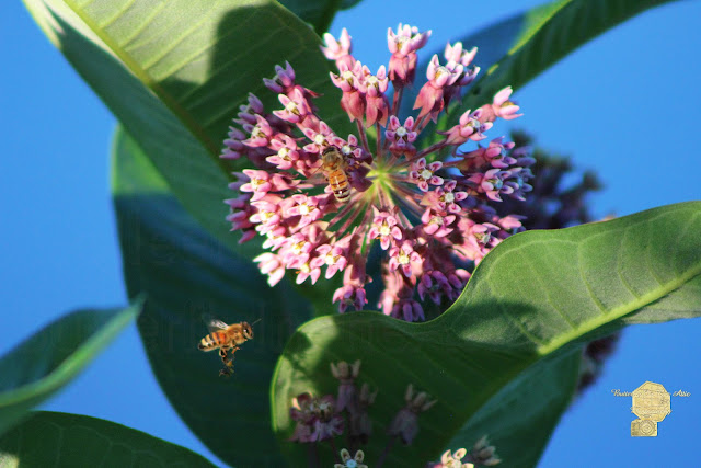 Bee Flying To Milkweed In Elgin Illinois