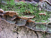 Phellinus conchatus