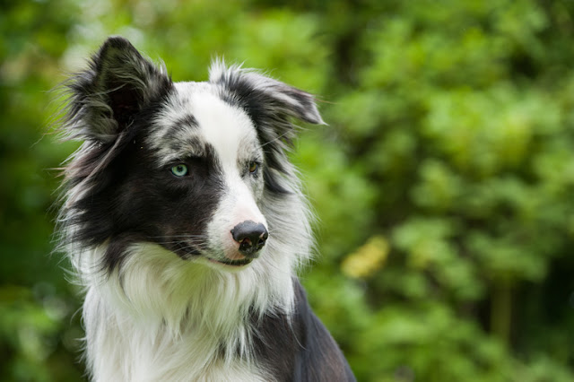 Good animal welfare includes positive experiences, like for this border collie, according to the five domains model