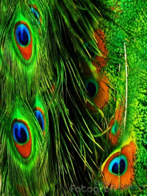 Reyza Fisika Fenomena fisika Mengapa Bulu burung  Merak 