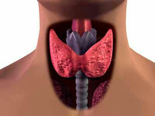 thyroid