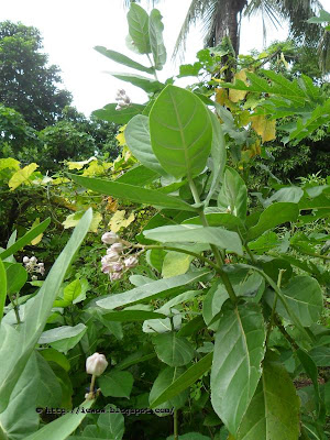 Crown flower, Calotropis gigantea