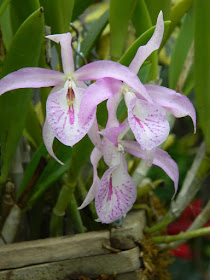 Brassocattleya maiki Mayumi orchid at the Allan Gardens Conservatory by garden muses-not another Toronto gardening blog