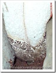 weird white mushroom_jamur ular 4