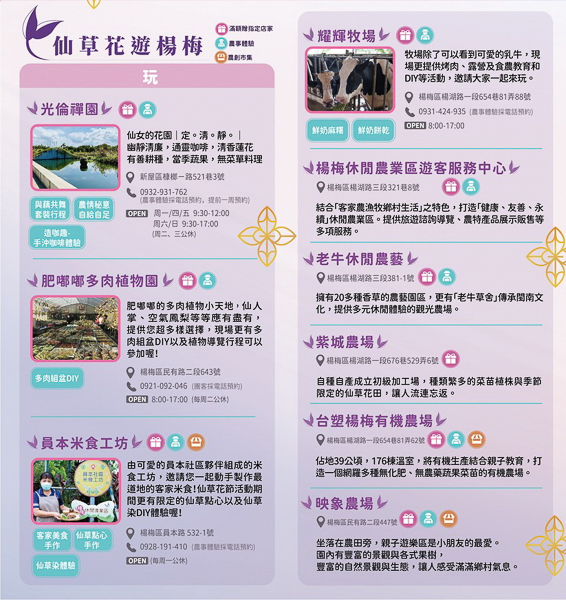 2022桃園仙草花節「仙茶之舞」紫爆仙草花海在楊梅仙閒農業區