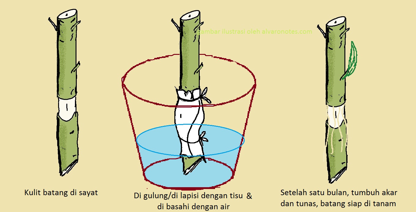 2 Cara Mudah Membuat Bibit Dari Batang Induk Tanaman Gapuratani