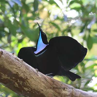 Cape York Birding tours