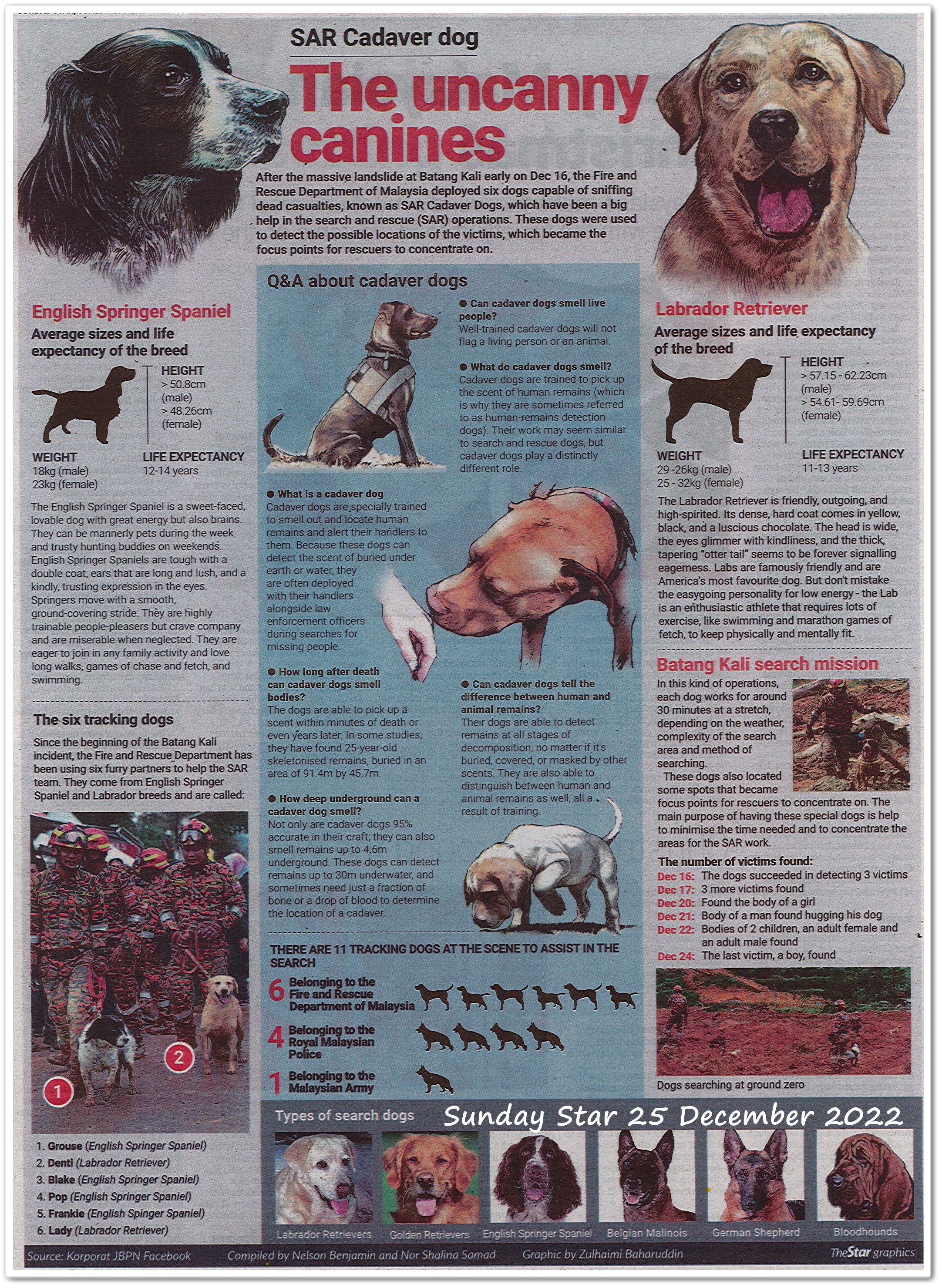 The uncanny canines ; SAR Cadaver dog - Keratan akhbar Sunday Star 25 December 2022