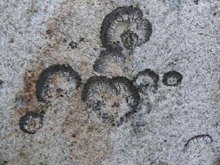 Lichen qui dessine des arabesques sur les rochers - Montanelia sp.