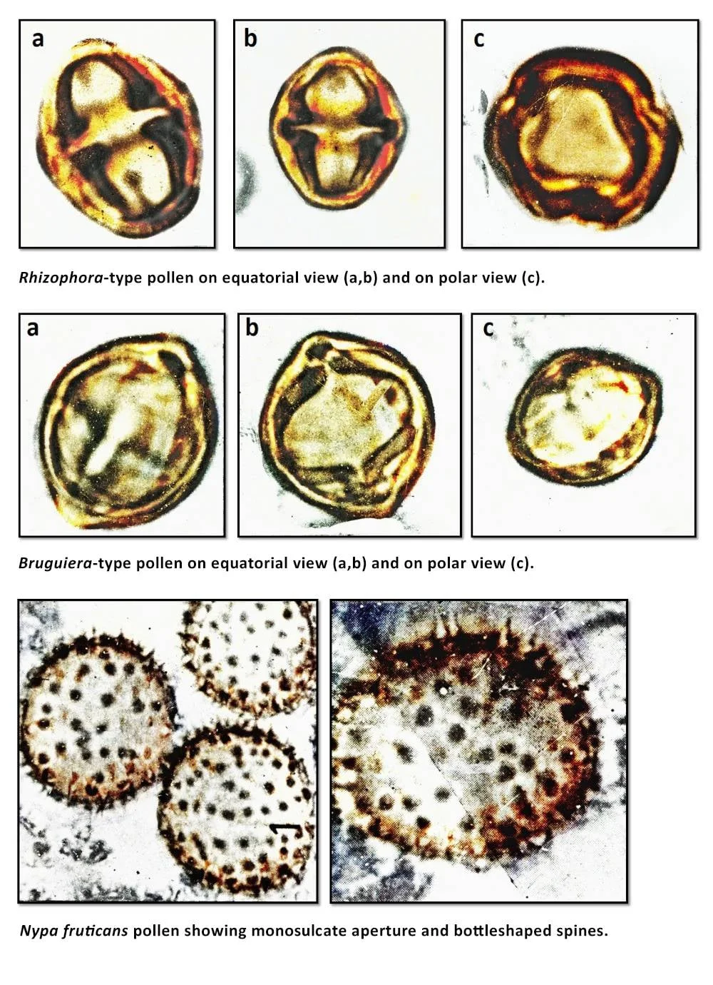 Pollens recovered from sediments around the Tabon Cave