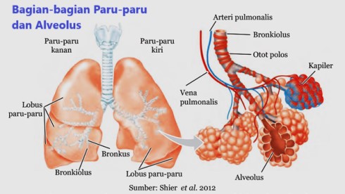 paru-paru terdiri atas lobus kanan dan kiri serta terdapat alveolus, paru-paru dibungkus oleh selaput pleura