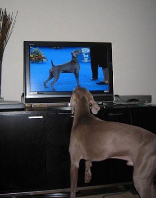 Pets watching TV Seen On www.coolpicturegallery.us