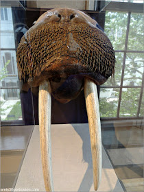 Morsa en el New Bedford Whaling Museum