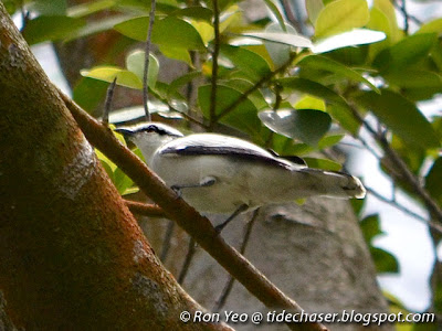 Pied Triller (Lalage nigra)