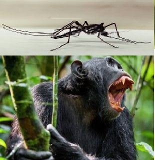 Desflorestar ou matar macacos não impede a circulação do vírus da febre amarela