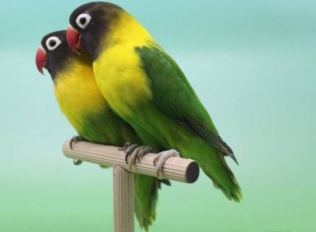  Gambar Burung Love Bird Termahal Gambar V