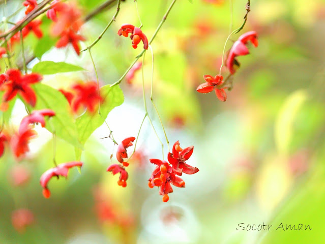 Euonymus oxyphyllus