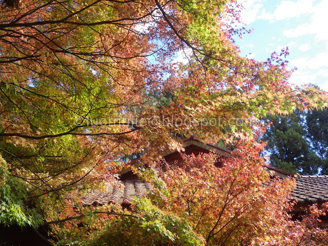 Fushoushan Farm maple autumn foliage