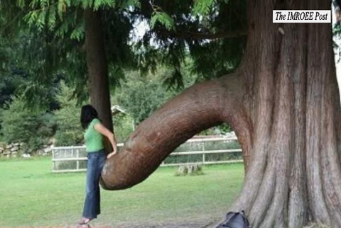 the facemash post - pohon mirip alat kelamin manusia - mirip vagina wanita dan penis pria - [Melirik Undang-Undang Pornografi] Pohon Harusnya Tidak Seperti Ini