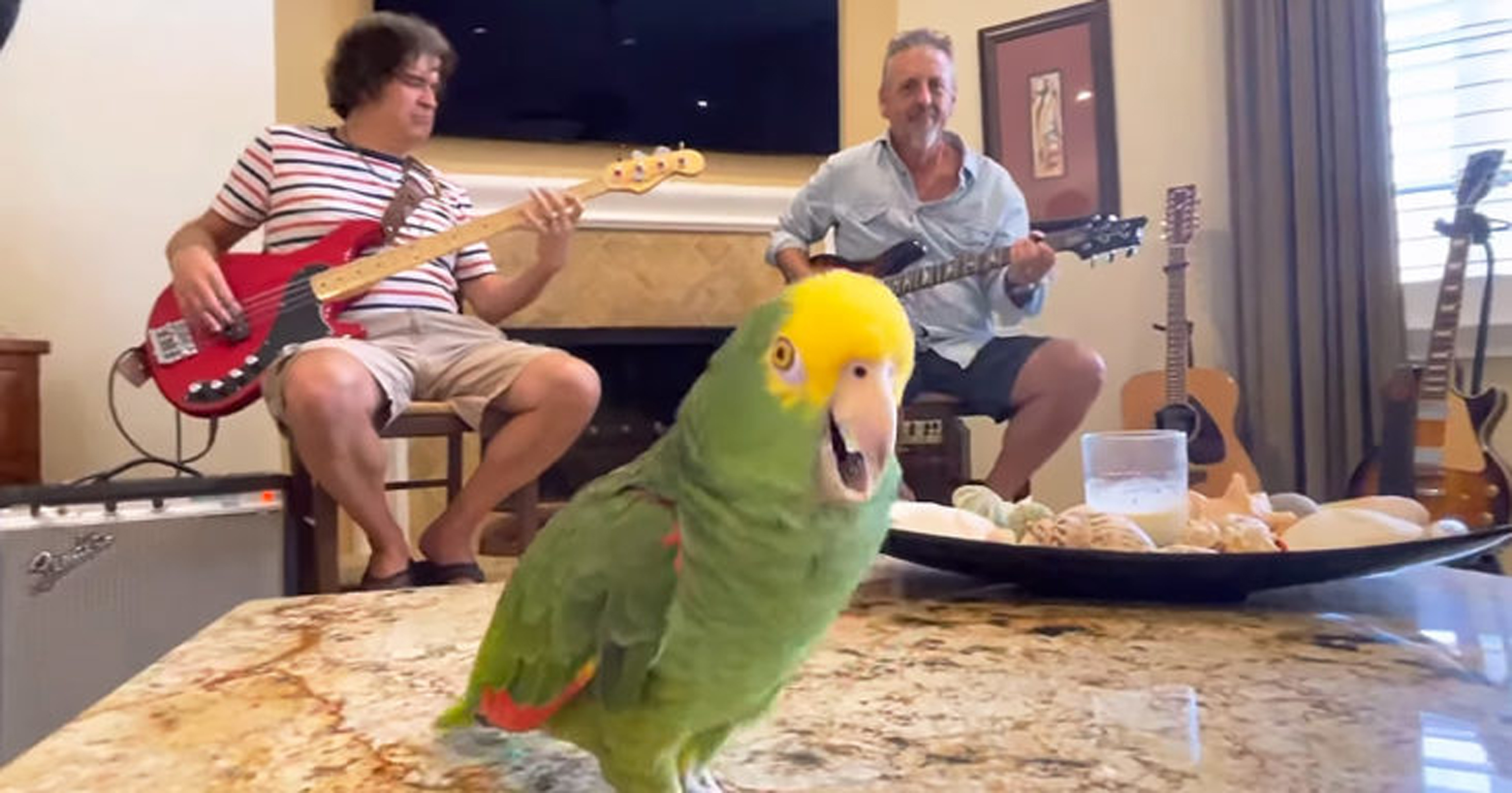 Parrot performs 1969 Rolling Stones classic with moves like Mick Jagger