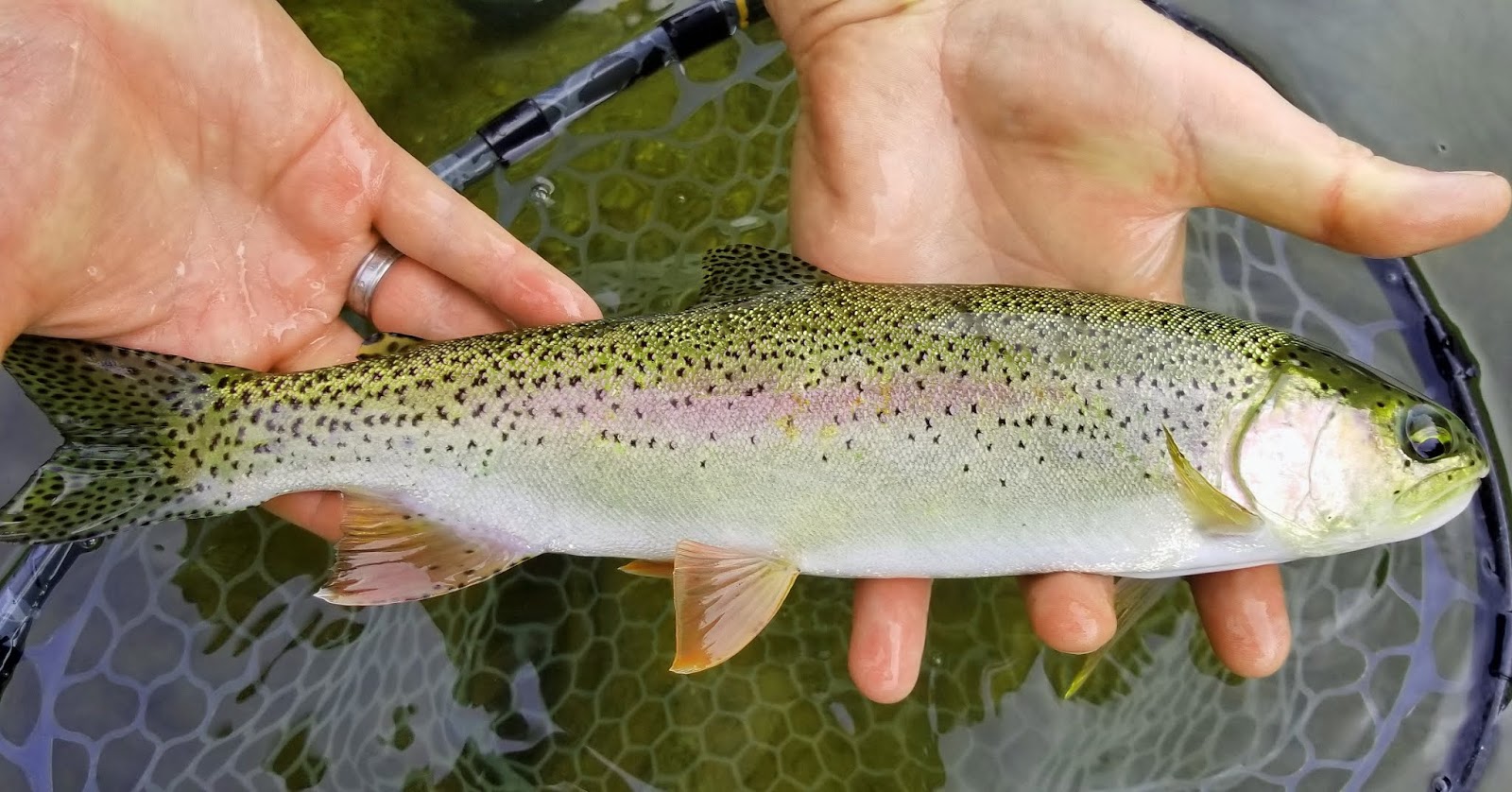 Jon Baiocchi Fly Fishing News: Middle Fork Feather River Fly Fishing Report  & North Fork Yuba Update 7/12/2019