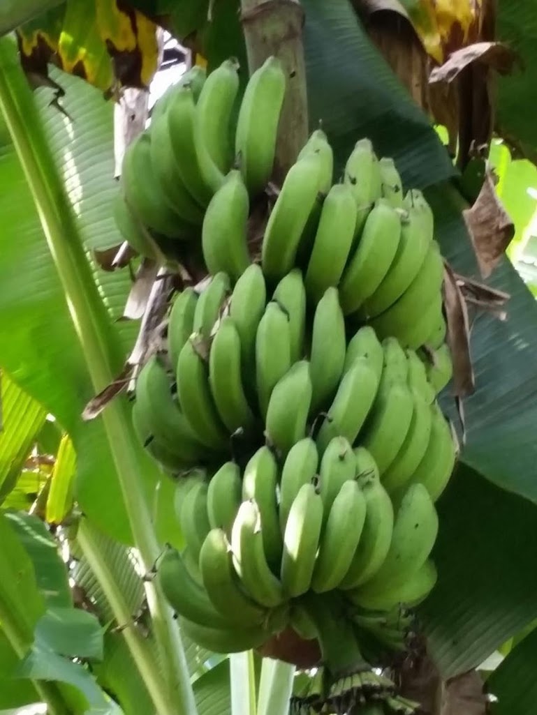 bibit pisang raja nangka harga bersahabat Patebon