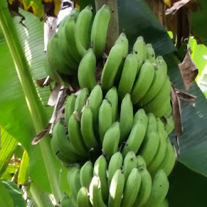 Bibit Pisang Raja