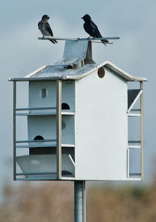 Purple Martin (Progne subis)