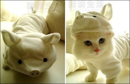 cat-pig-halloween-costume-400x260