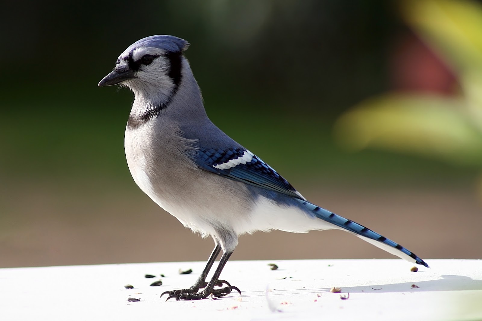 Wild life: Blue jay wild birds