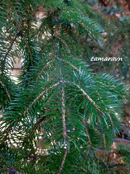 Ель аянская / Ель иезская (Picea ajanensis, =Picea jezoensis)