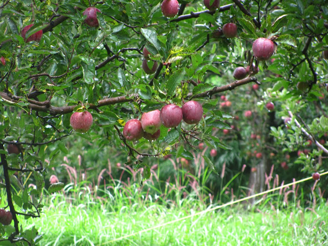 Thanedar Orchards