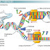 Enzymes of DNA replication