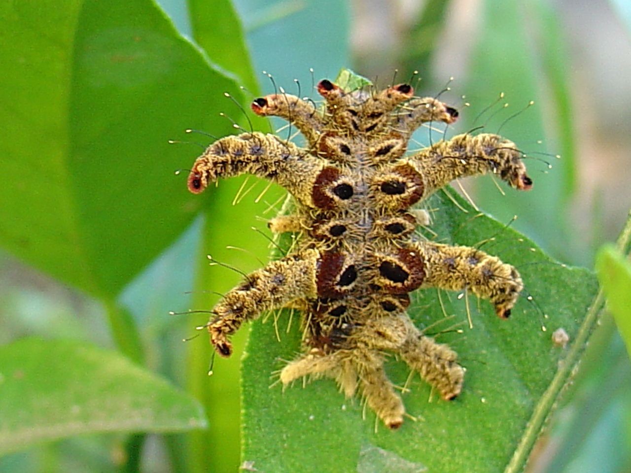 Insect Hd Wallpapers Amaxing HD Wallpapers Download Free Map Images Wallpaper [wallpaper684.blogspot.com]