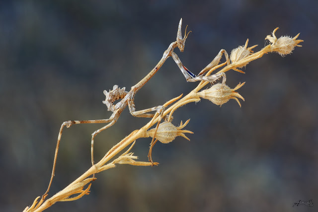 Resultat d'imatges de Empusa