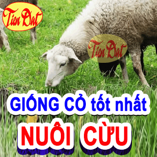 Top 5 giống cỏ nuôi cừu năng xuất tốt nhất hiện nay nên trồng tại nhà