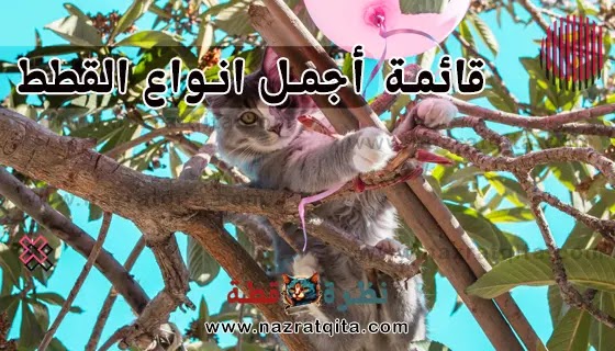 قائمة أجمل انواع القطط