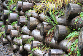 Park Butte trail wall made of log ends